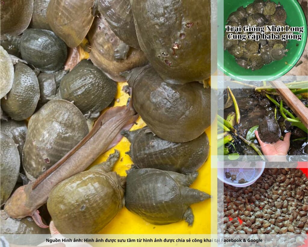 Một trong những mô hình nổi bật và mang lại hiệu quả kinh tế rõ rệt chính là nuôi baba giống tại Thái Bình