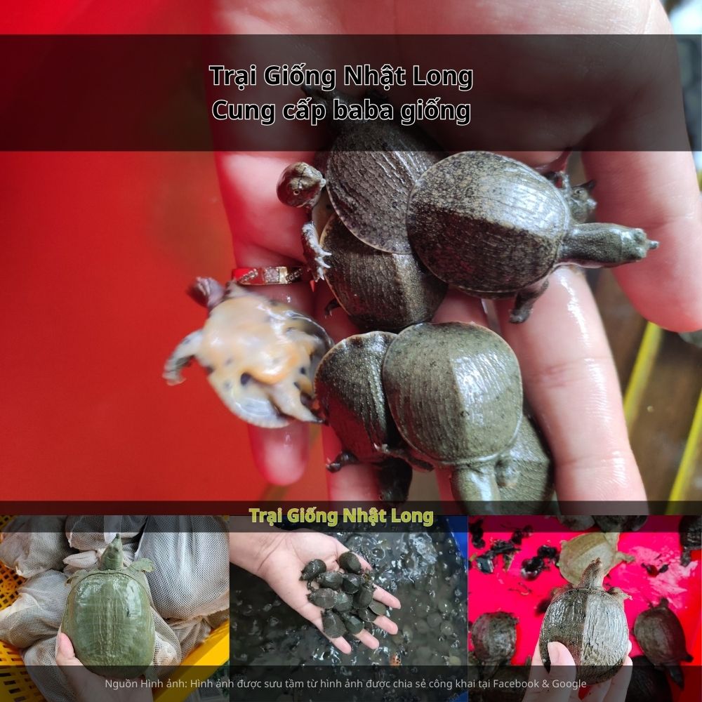 Theo dõi đàn nuôi thường xuyên, phát hiện sớm và xử lý kịp thời khi có dấu hiệu bệnh.