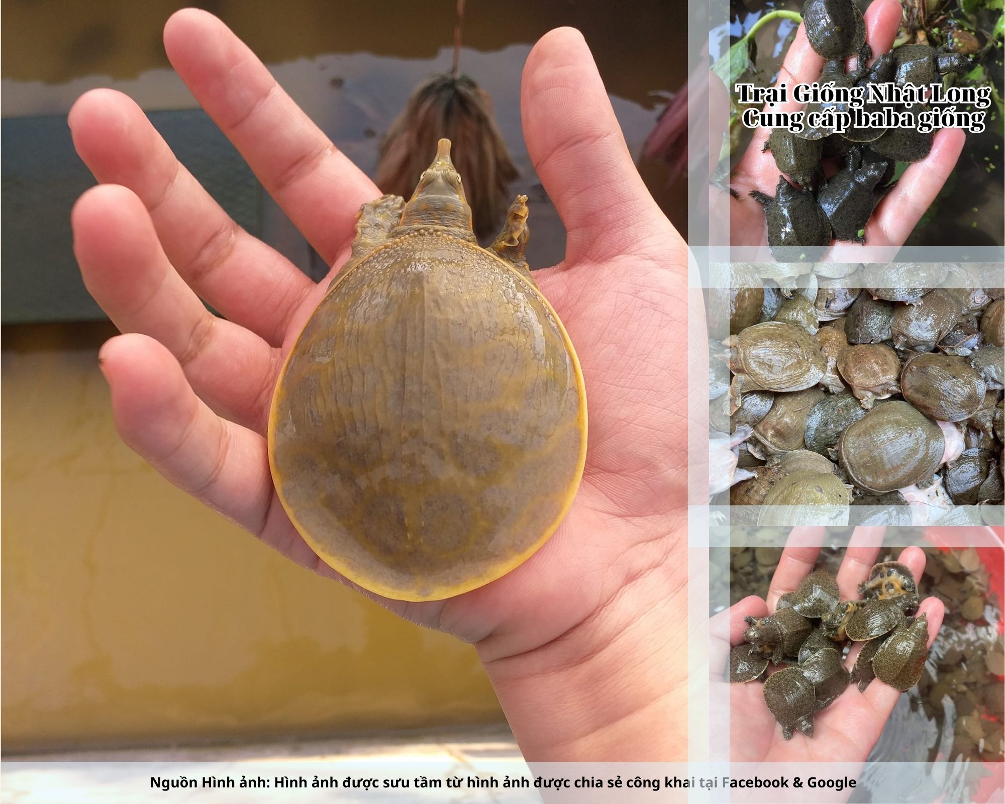 Nghề nuôi baba giống Hà Nam đang mở ra hướng đi mới, mang lại cơ hội làm giàu cho nhiều hộ nông dân.