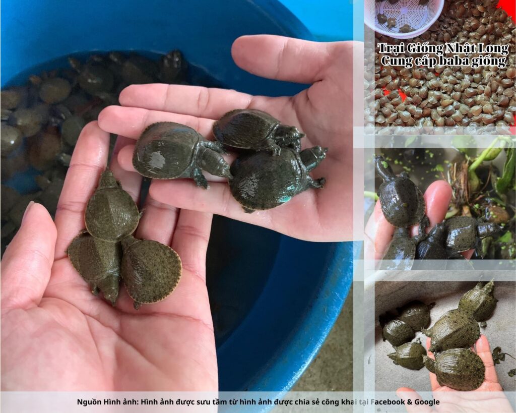 Nghề nuôi baba giống Hà Nam đang mở ra hướng đi mới, mang lại cơ hội làm giàu cho nhiều hộ nông dân.