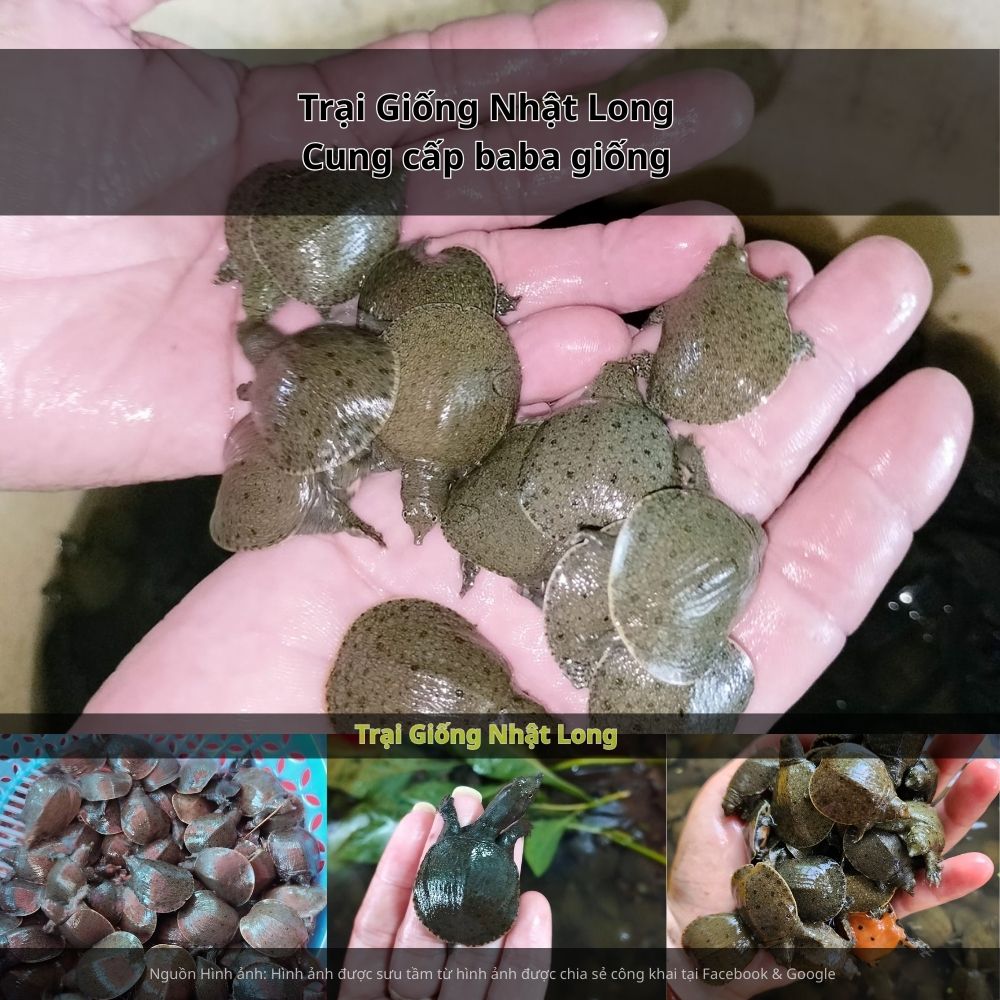 Trại Giống Nhật Long – chuyên cung cấp baba giống Tây Ninh cùng nhiều loại thủy sản khác.