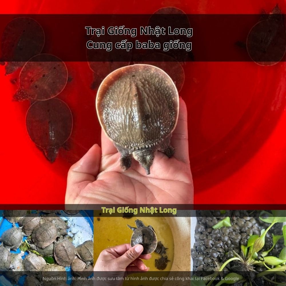 Bắc Ninh là địa phương lý tưởng để phát triển nuôi baba quy mô hộ gia đình và trang trại.