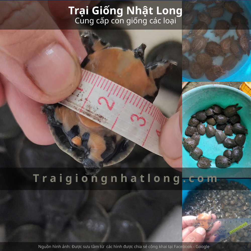 Kinh nghiệm chọn mua baba giống