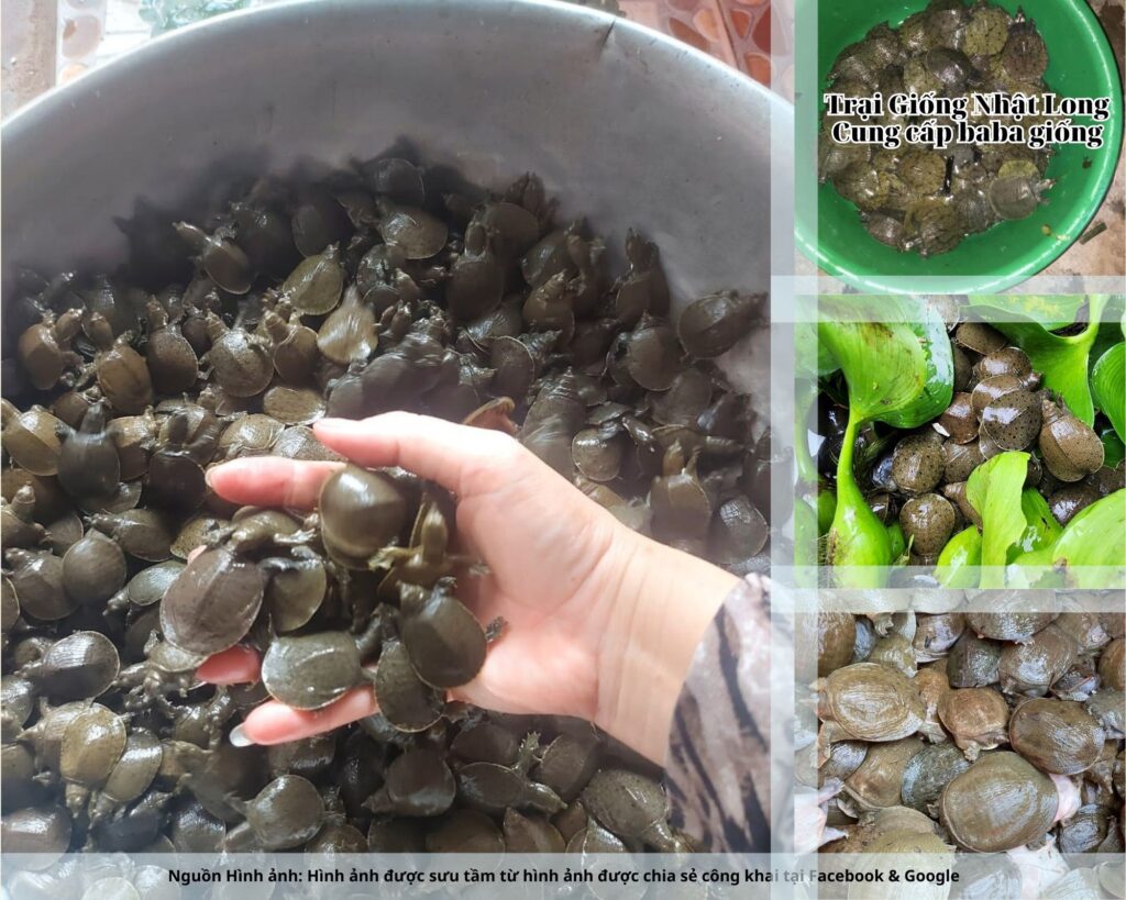 Bổ sung vitamin và khoáng chất giúp baba tăng sức đề kháng.