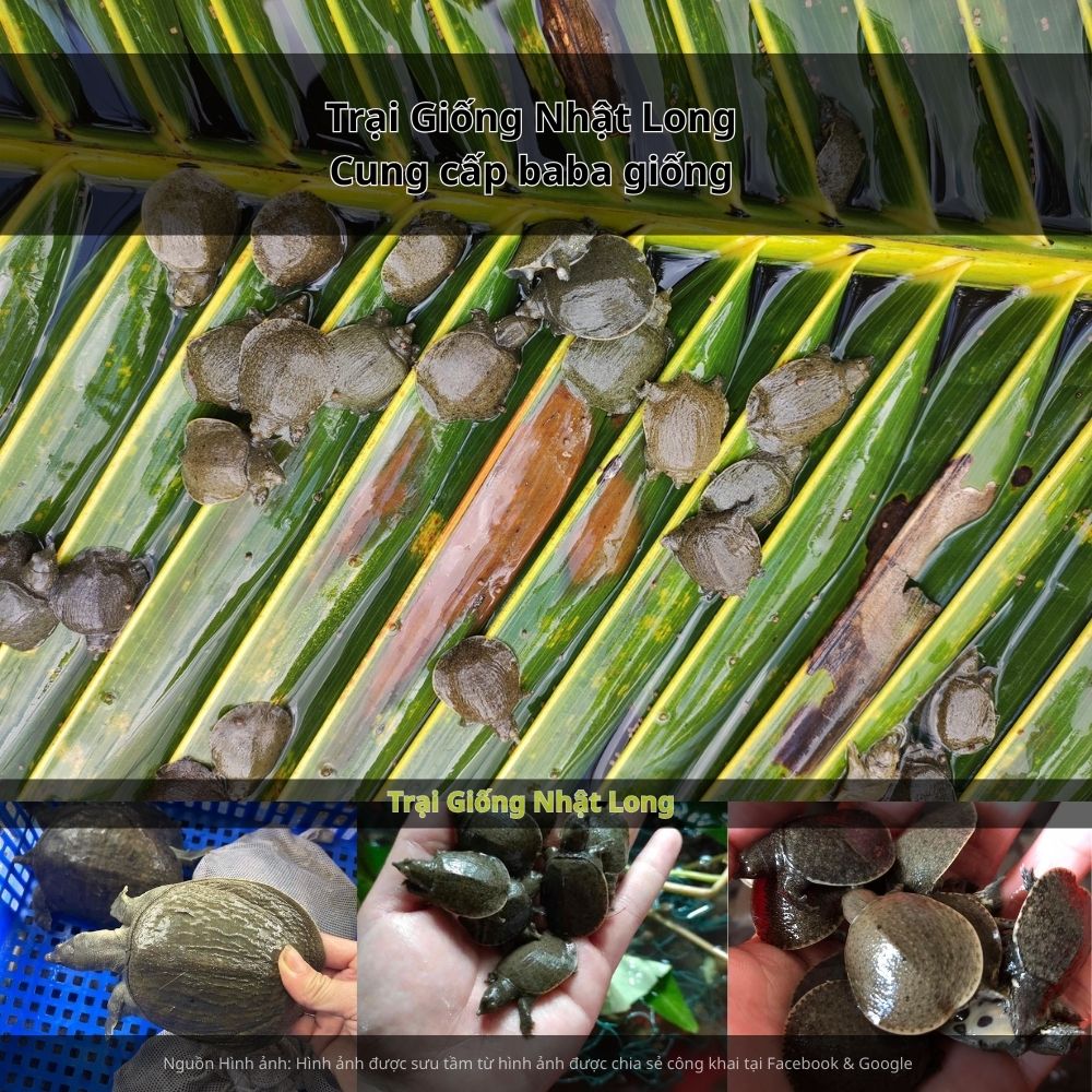 Baba giống Tây Ninh sinh trưởng nhanh, ít dịch bệnh, tỷ lệ sống cao, dễ chăm sóc và cho hiệu quả kinh tế vượt trội so với nhiều loại thủy sản khác.