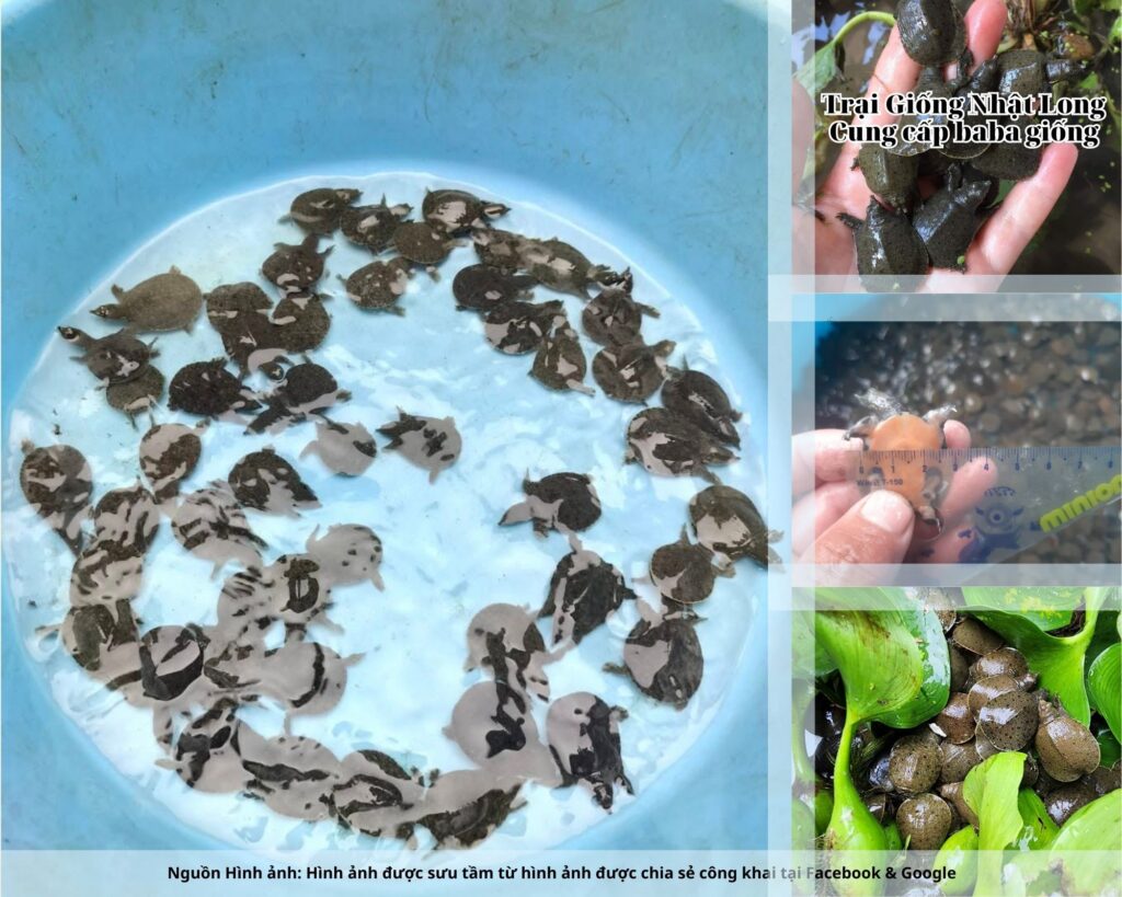 Trại Giống Nhật Long – cơ sở chuyên cung cấp baba giống Hà Nam cùng nhiều loại thủy sản khác.