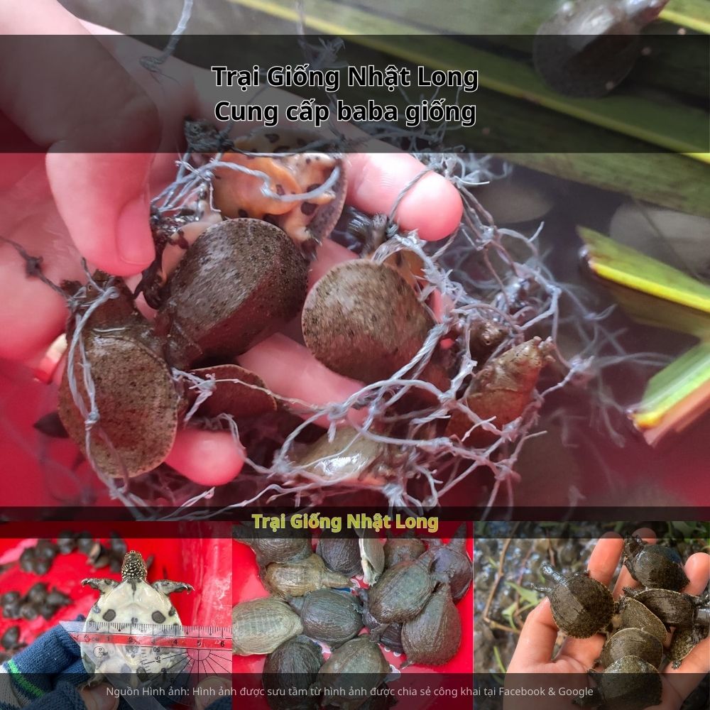 Nghề nuôi baba giống tại Tây Ninh đã được nhiều bà con lựa chọn nhờ hiệu quả kinh tế cao