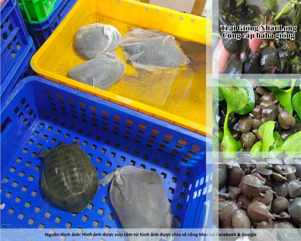 Baba giống Hà Nam có khả năng sinh trưởng nhanh, ít dịch bệnh, tỷ lệ sống cao và đặc biệt mang lại lợi nhuận lớn hơn so với các mô hình nuôi cá truyền thống.