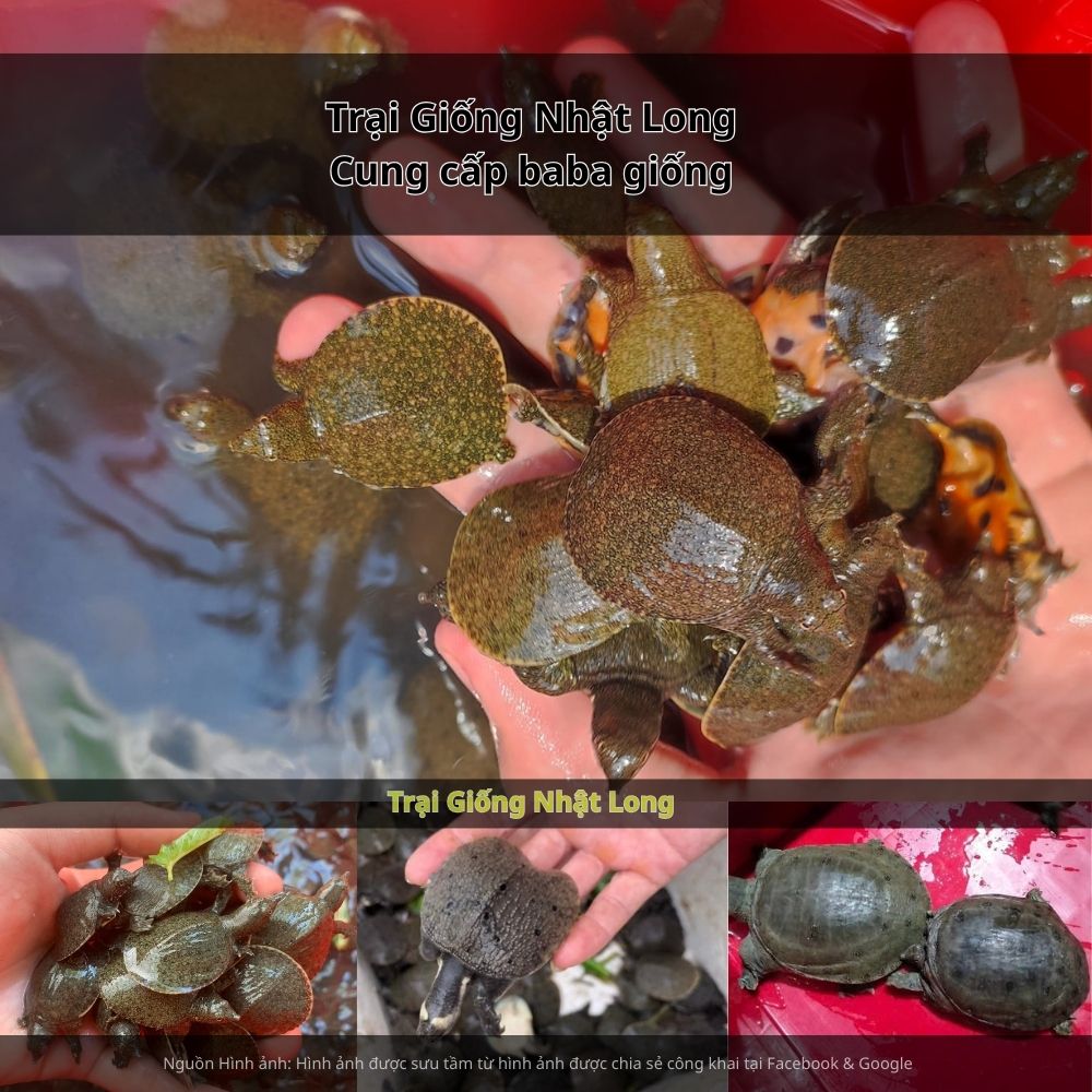 Sự phát triển của các trại giống baba tại Tây Ninh đã mang lại cho người dân nguồn giống khỏe mạnh