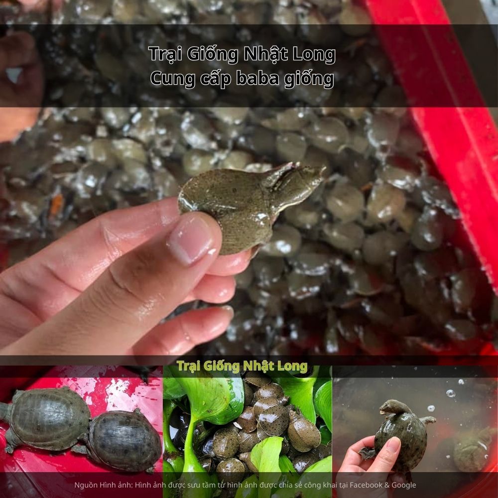 Giá bán baba thương phẩm hiện ổn định từ 250.000 – 400.000 đồng/kg