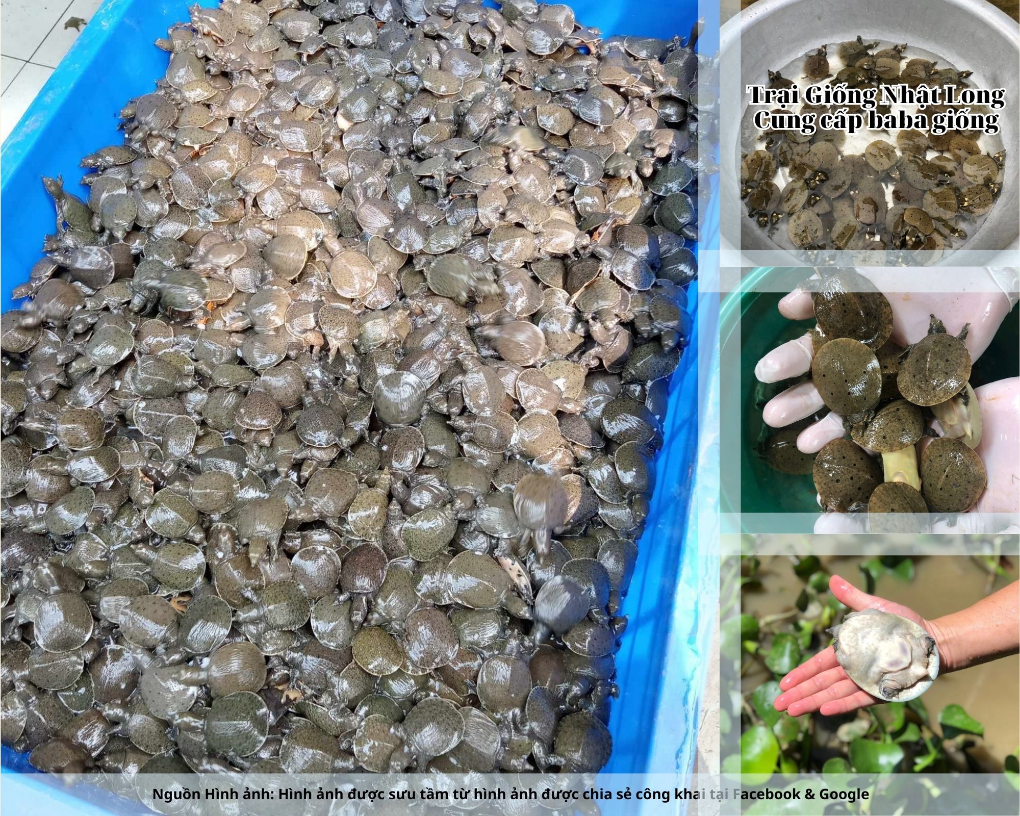 Nghề nuôi baba giống Nam Định là một trong những mô hình nông nghiệp tiềm năng, phù hợp với điều kiện tự nhiên và nhu cầu thị trường hiện nay.