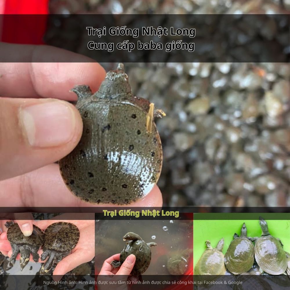 Giữ môi trường nuôi sạch sẽ, phát hiện sớm bệnh để xử lý kịp thời.