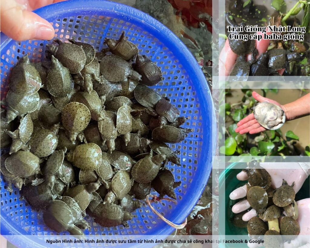 Nghề nuôi baba giống Nam Định là một trong những mô hình nông nghiệp tiềm năng, phù hợp với điều kiện tự nhiên và nhu cầu thị trường hiện nay.