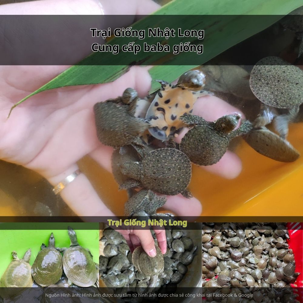 Trại Giống Nhật Long – cơ sở chuyên cung cấp baba giống Đồng Nai và nhiều loại giống thủy sản khác.