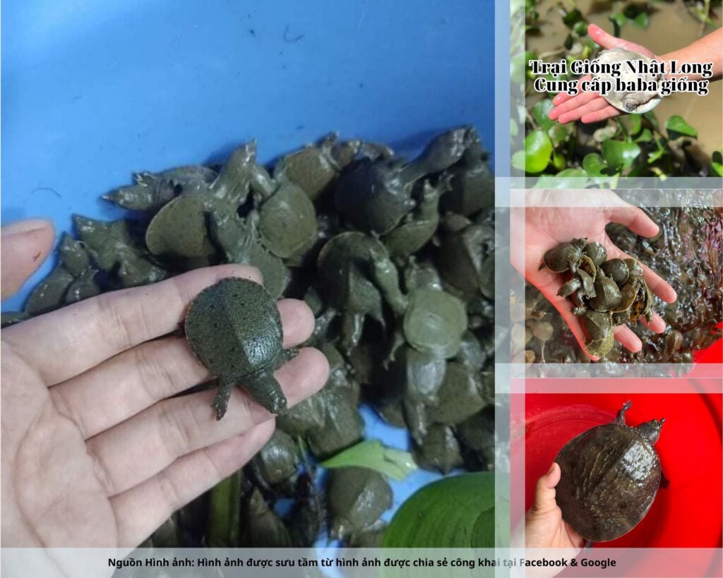 Giữ ao sạch, định kỳ thay nước, tránh nguồn nước ô nhiễm.