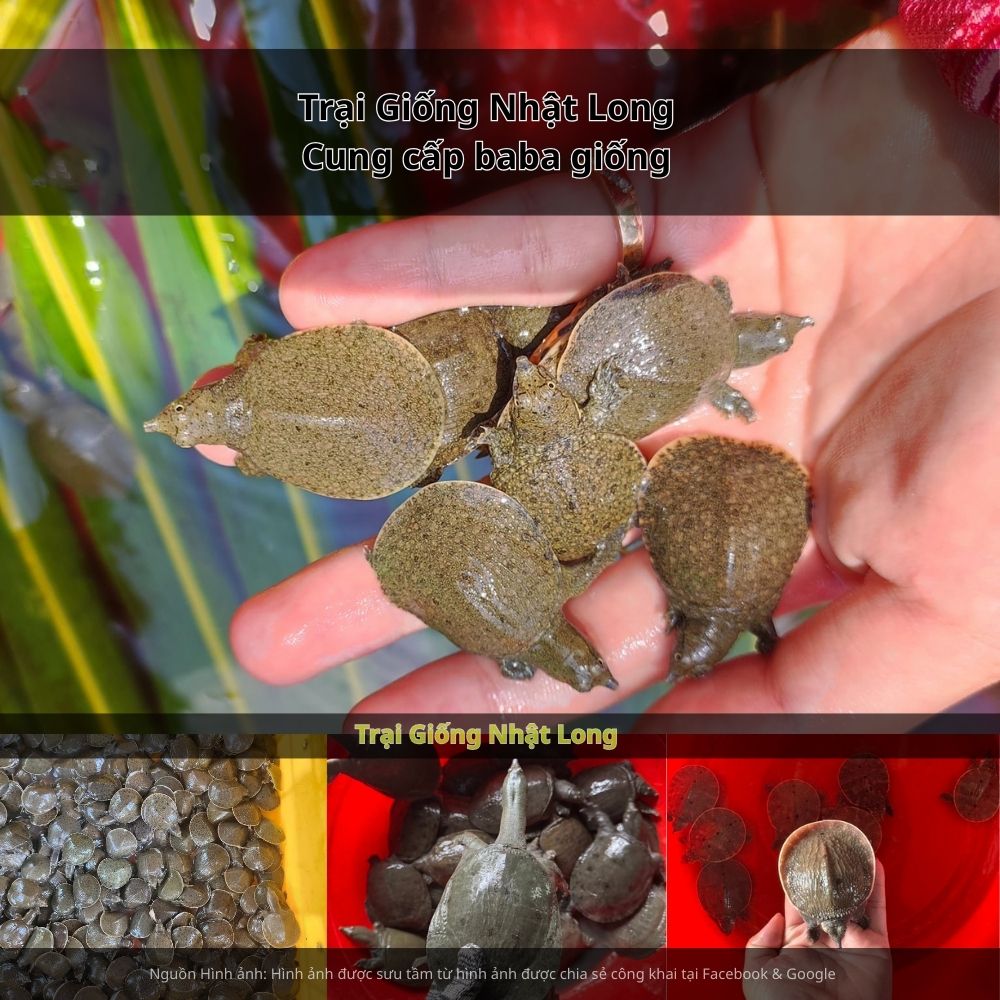 Baba giống Đồng Nai sinh trưởng nhanh, ít dịch bệnh, dễ chăm sóc, phù hợp với điều kiện tự nhiên của địa phương.