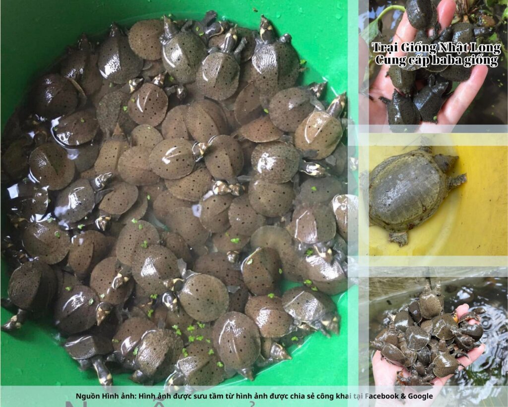 Trại Giống Nhật Long - Đây là đơn vị nhiều năm kinh nghiệm, chuyên cung cấp baba giống Nam Định cùng nhiều loại giống thủy sản khác