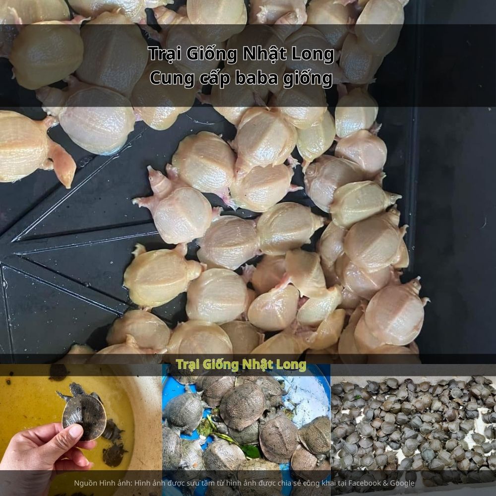 Nghề nuôi baba giống tại Đồng Nai đang ngày càng được bà con quan tâm