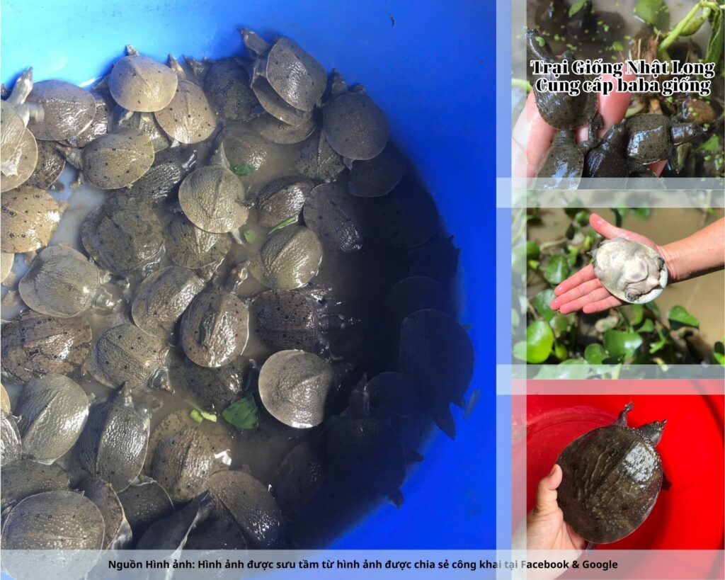 Ngoài ra, nhờ vị trí gần Hà Nội, Hải Phòng, Ninh Bình, việc tiêu thụ baba thương phẩm tại Nam Định trở nên thuận lợi hơn, giúp ổn định đầu ra cho bà con.