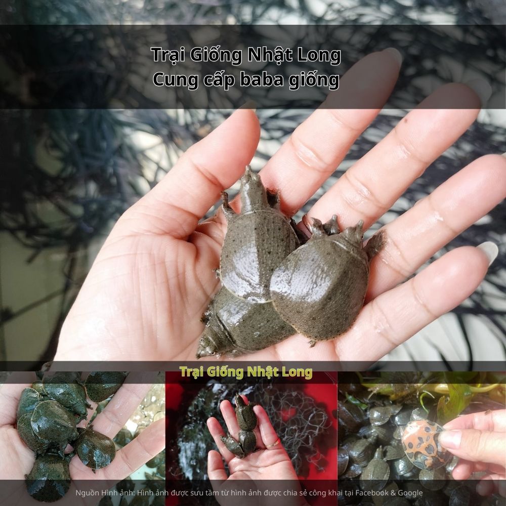 Các trại giống baba tại Đồng Nai đã góp phần cung cấp con giống khỏe mạnh