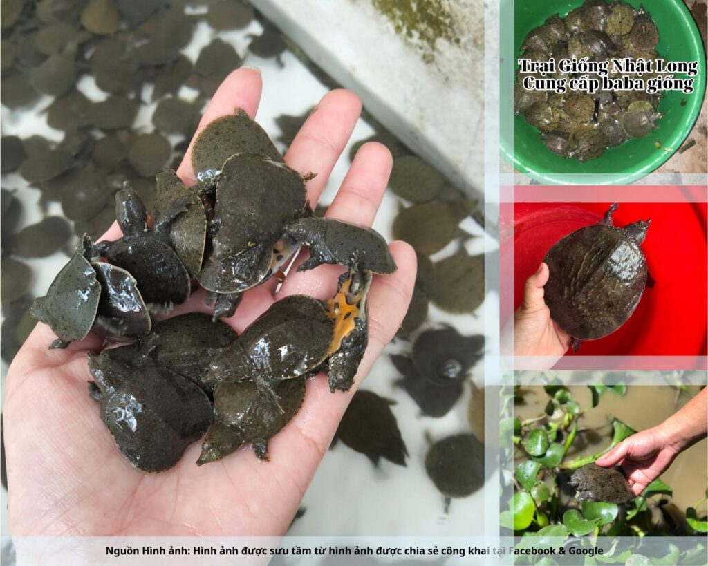 Baba giống Nam Định có sức đề kháng cao, tỷ lệ sống tốt, phát triển nhanh, giúp người dân yên tâm mở rộng diện tích nuôi.