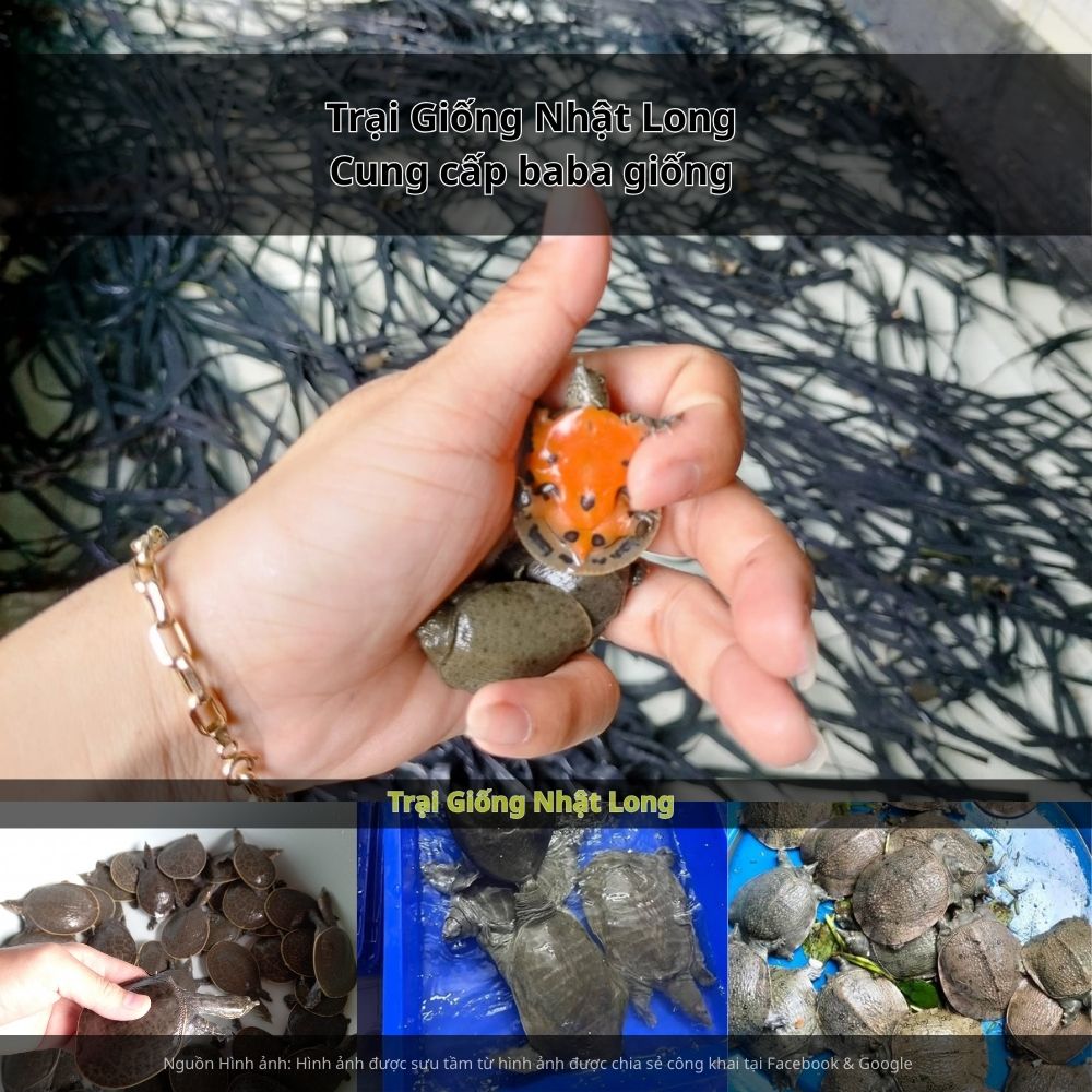 Giá bán baba thương phẩm hiện ổn định từ 250.000 – 400.000 đồng/kg