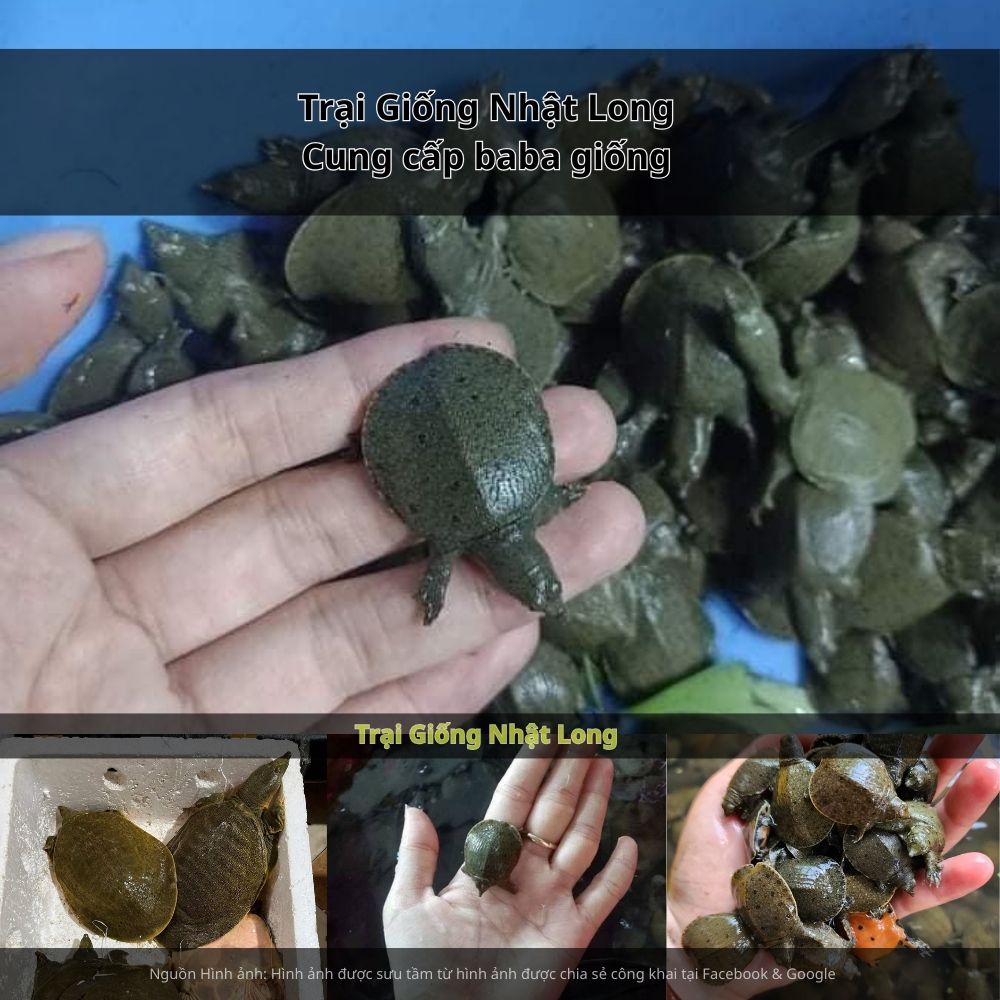Trong những năm gần đây, nghề nuôi baba giống tại Bắc Ninh đã phát triển mạnh mẽ
