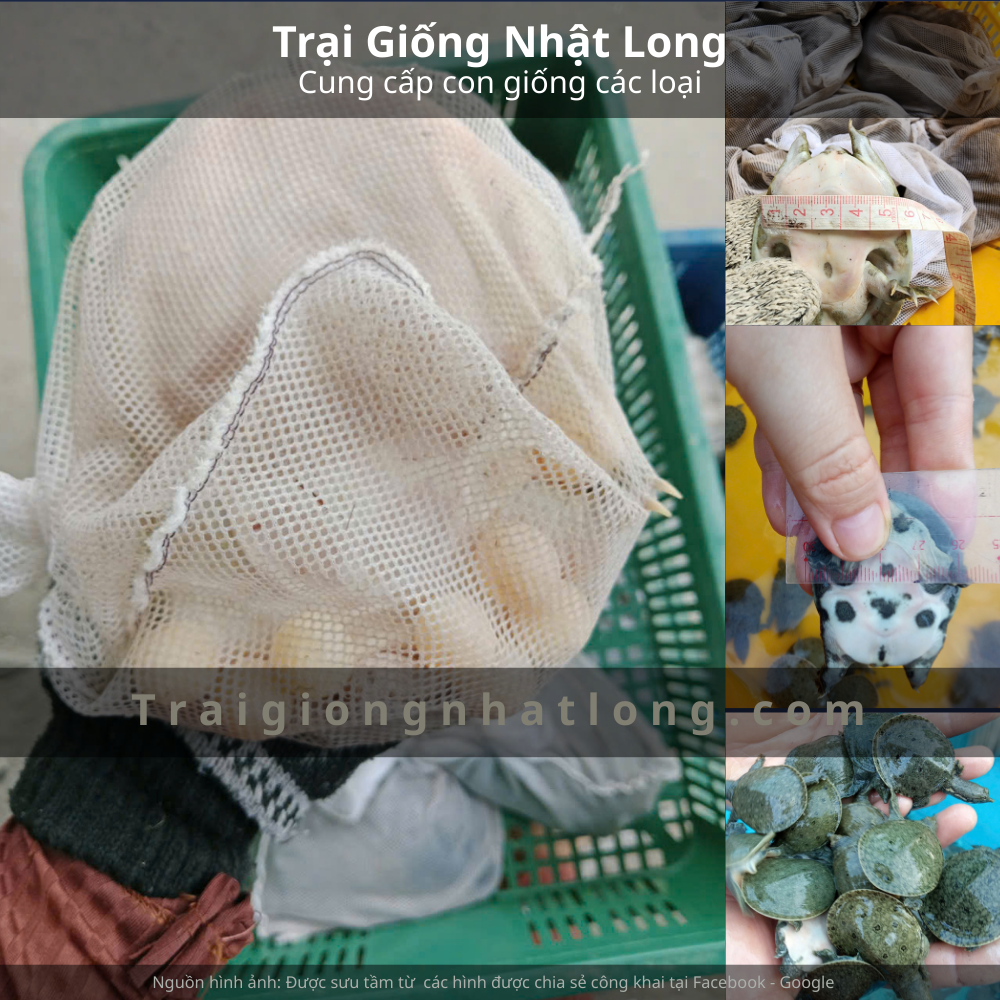 Baba giống