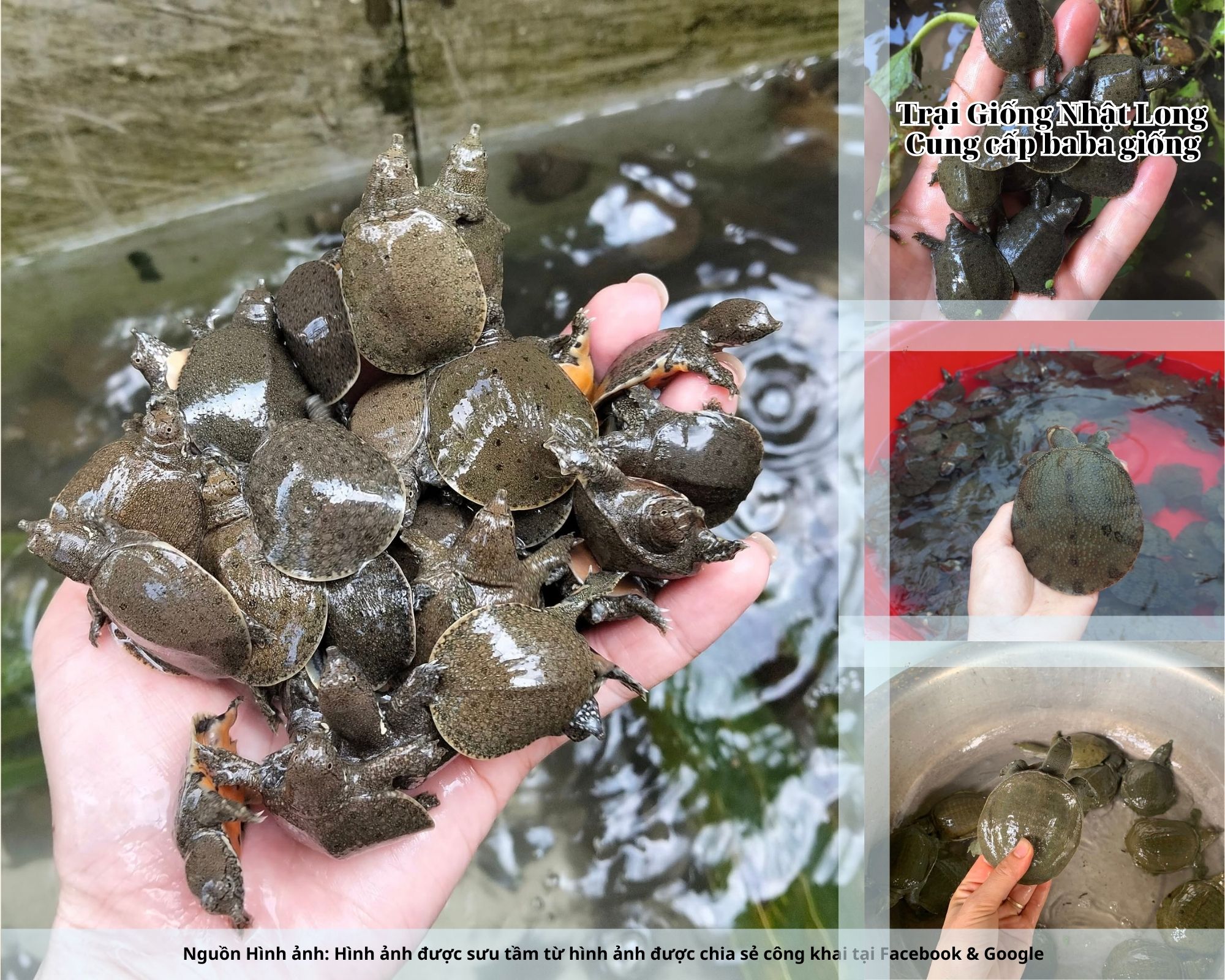 Nếu bạn đang tìm kiếm nguồn baba giống Ninh Bình chất lượng, hãy liên hệ ngay với Trại Giống Nhật Long để được cung cấp con giống khỏe mạnh