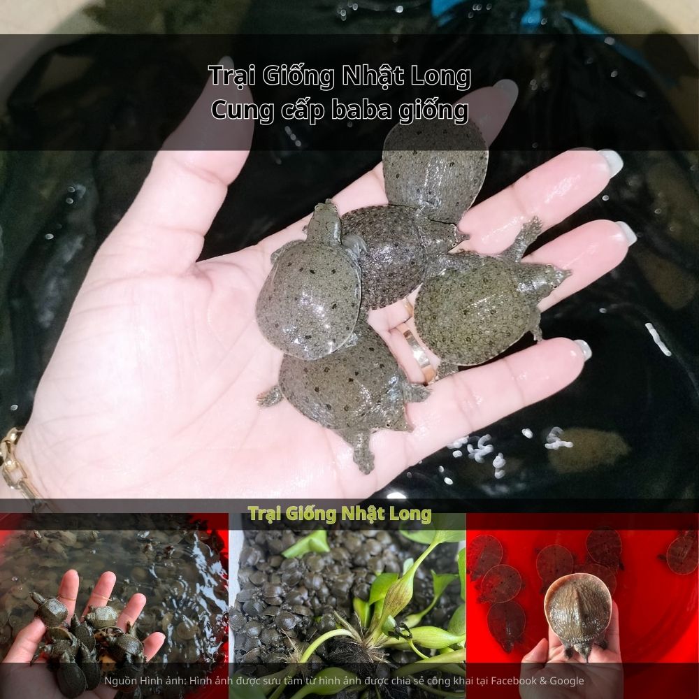 Kiểm tra thường xuyên, phát hiện sớm và xử lý kịp thời khi có dấu hiệu bất thường.