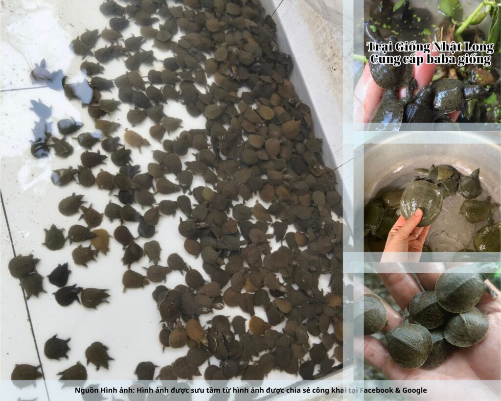 Nghề nuôi baba giống Ninh Bình đang mở ra nhiều cơ hội làm giàu bền vững cho bà con nông dân.