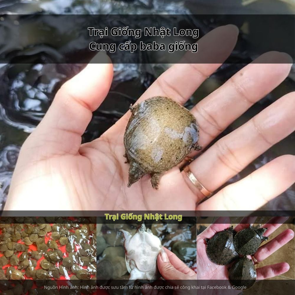 Trại Giống Nhật Long – chuyên cung cấp baba giống Long An cùng nhiều loại giống thủy sản khác.