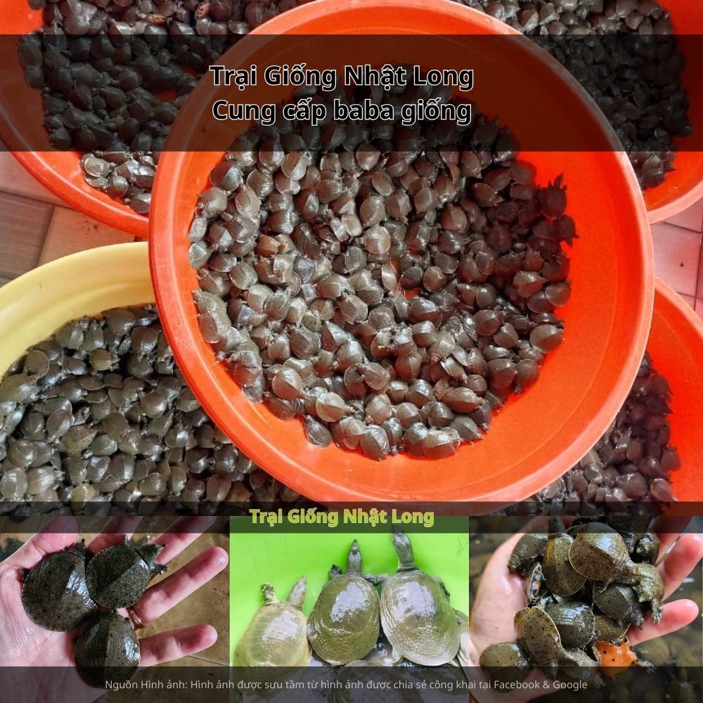 Baba giống Long An sinh trưởng nhanh, ít bệnh, dễ chăm sóc, thích nghi tốt với môi trường tự nhiên của địa phương.