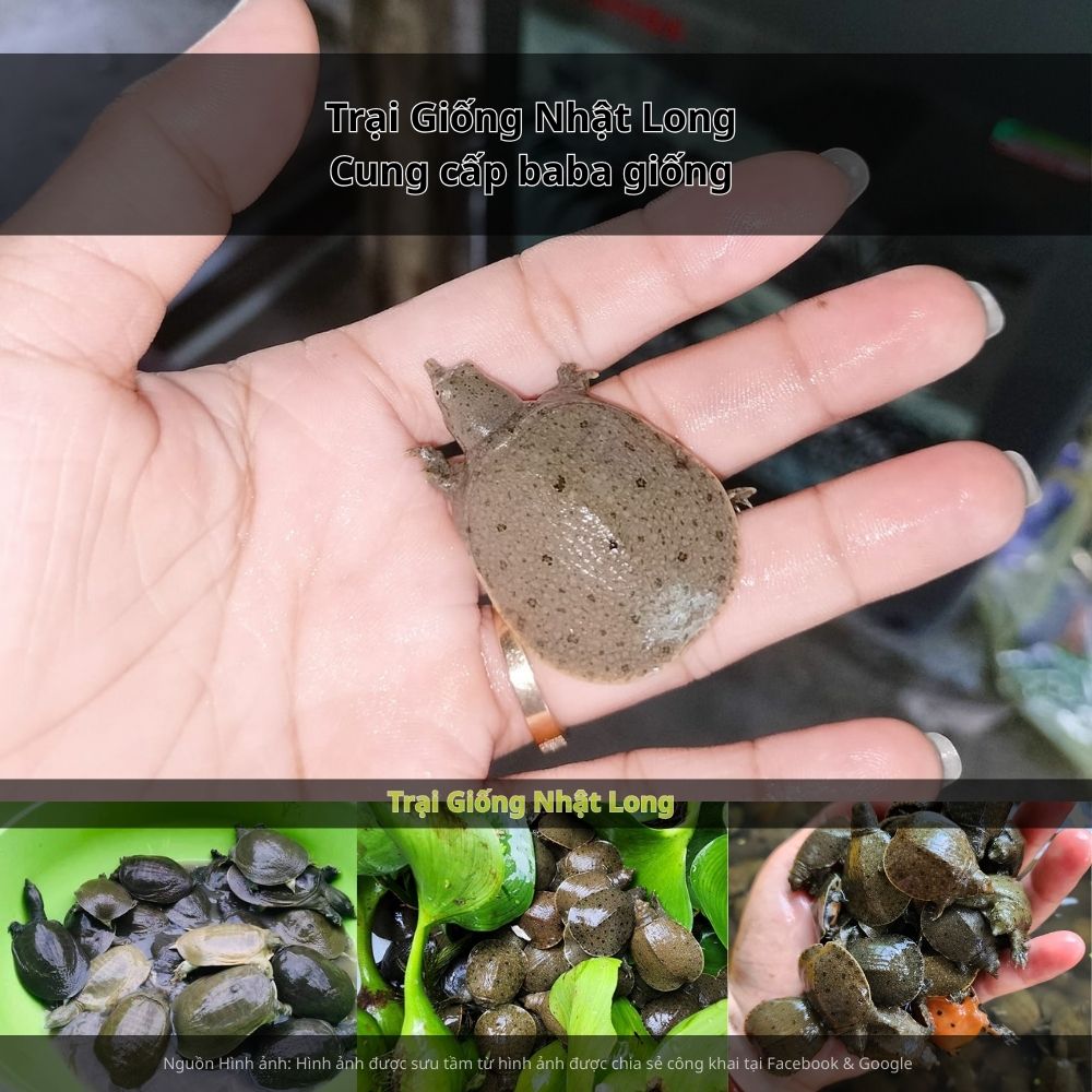 Những năm gần đây, nghề nuôi baba giống tại Long An đang được nhiều bà con lựa chọn