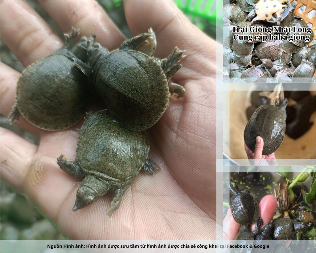 Baba giống Ninh Bình có khả năng sinh trưởng nhanh, ít dịch bệnh, tỷ lệ sống cao và đem lại giá trị kinh tế vượt trội so với nhiều mô hình khác.