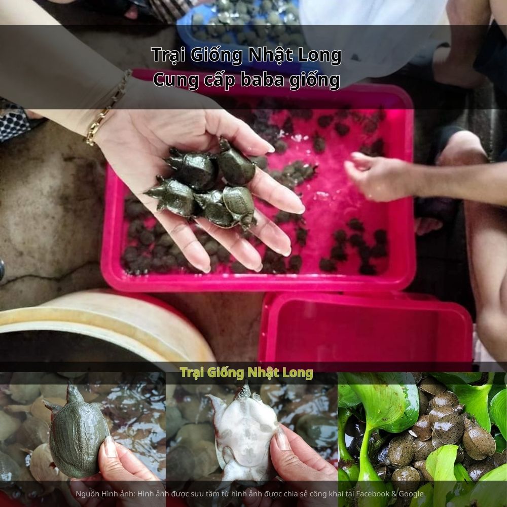Sự phát triển của các trại giống baba tại Long An đã mang đến nguồn giống chất lượng