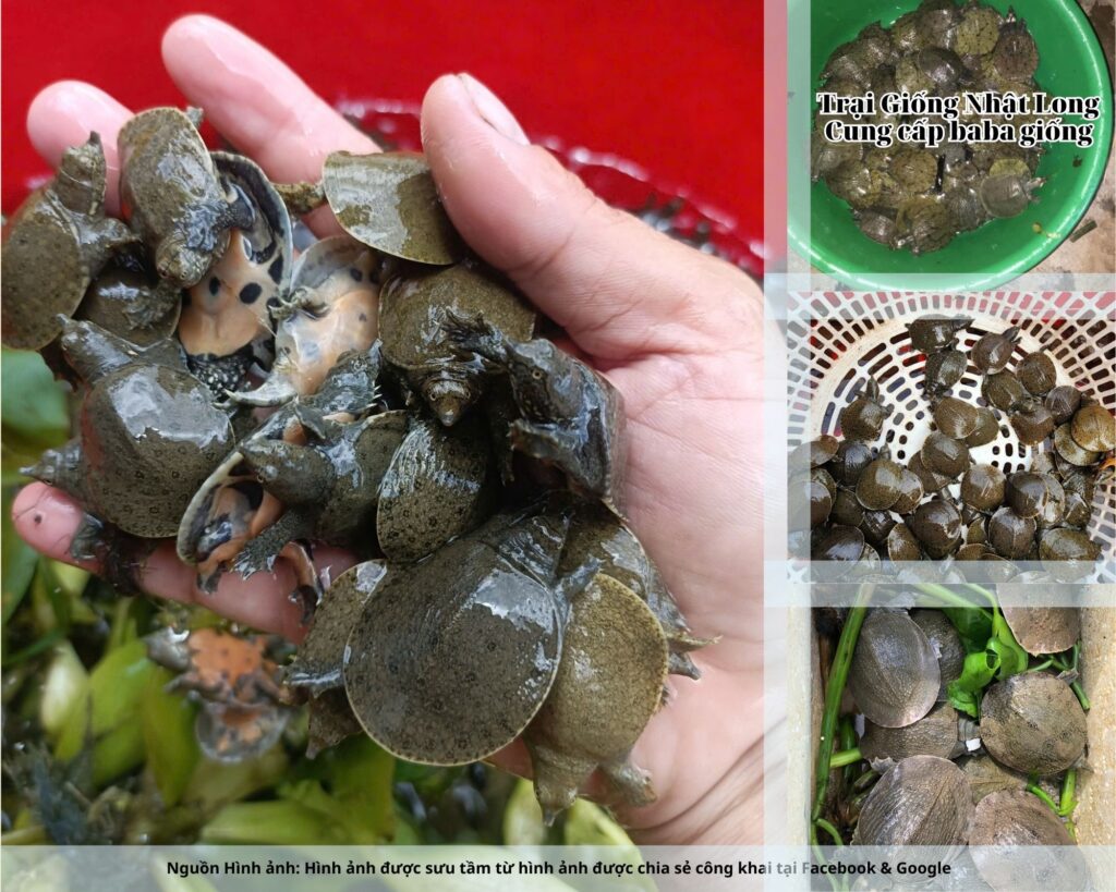 Cùng sự đồng hành từ các trại giống baba tại Ninh Bình, nghề nuôi baba ngày càng khẳng định được vị trí quan trọng trong phát triển nông nghiệp của địa phương.