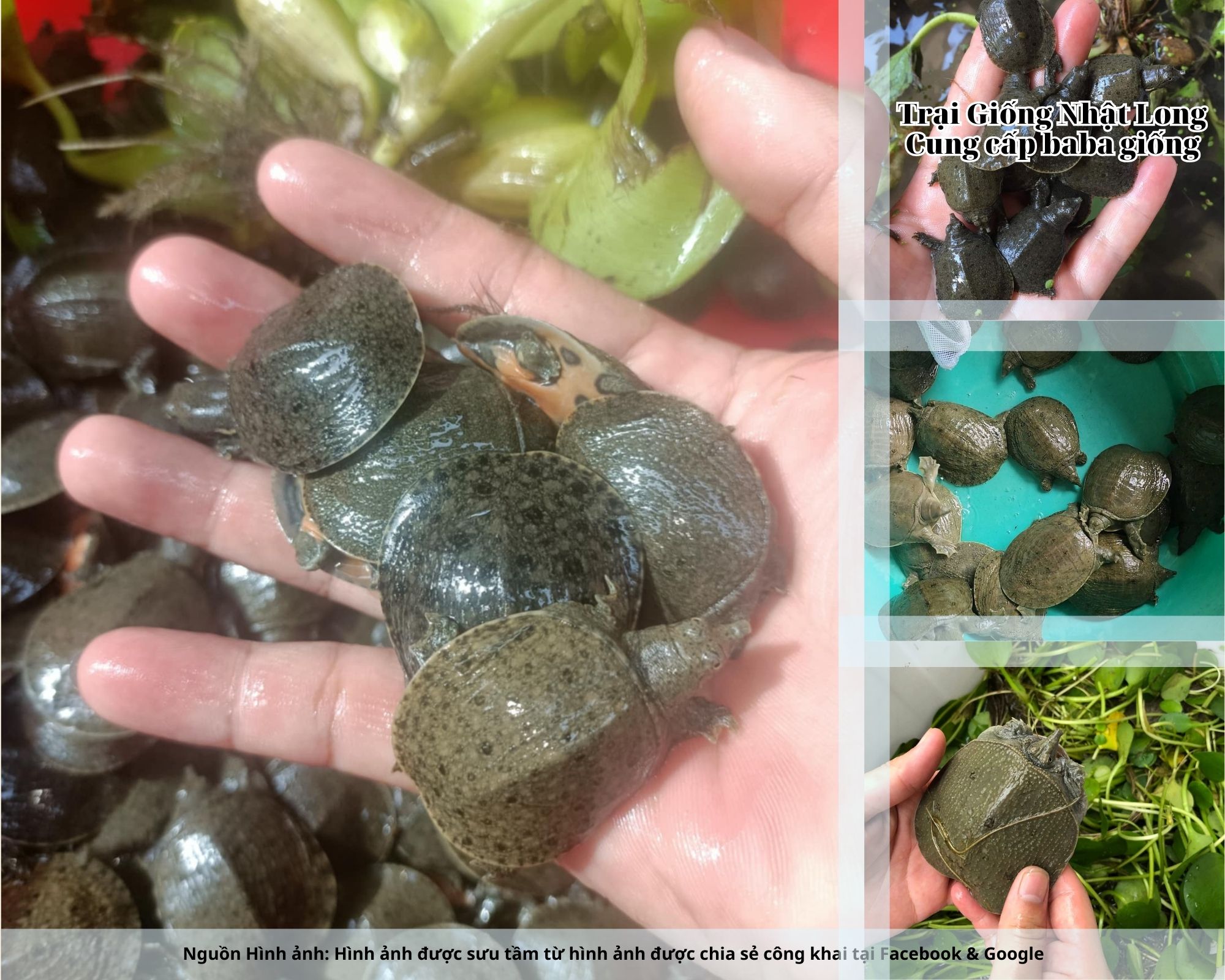 Nếu bạn đang tìm kiếm nguồn baba giống Thanh Hóa chất lượng, hãy liên hệ ngay với Trại Giống Nhật Long để được cung cấp con giống tốt và hướng dẫn kỹ thuật chi tiết
