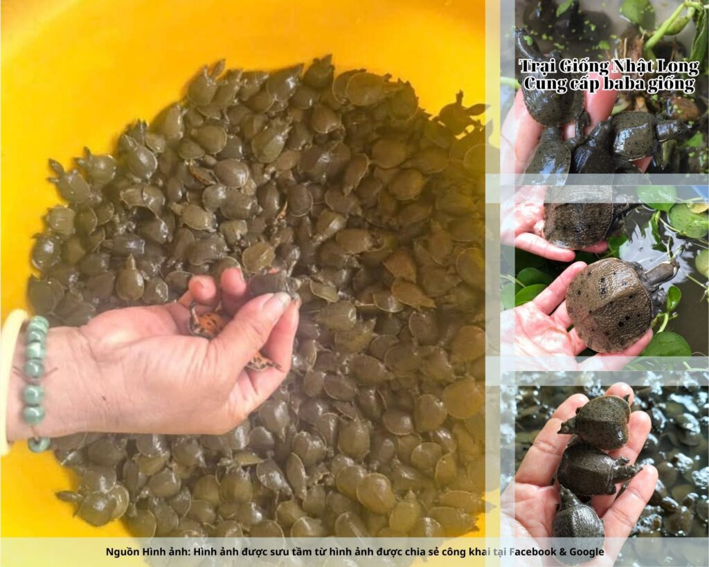 Nghề nuôi baba giống Thanh Hóa đang mở ra cơ hội lớn cho bà con nông dân.