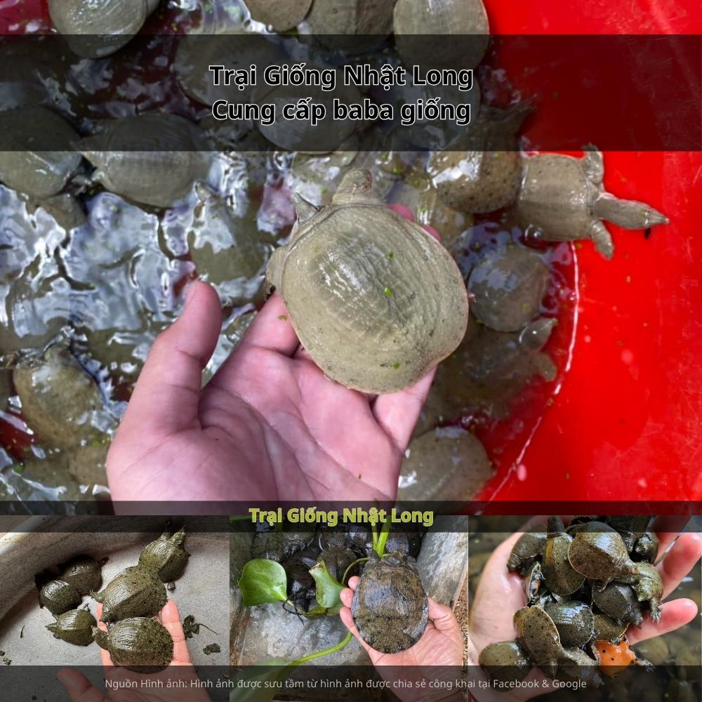 Sản lượng baba thương phẩm từ Tiền Giang còn có thể tiêu thụ dễ dàng tại TP.HCM và các tỉnh lân cận.