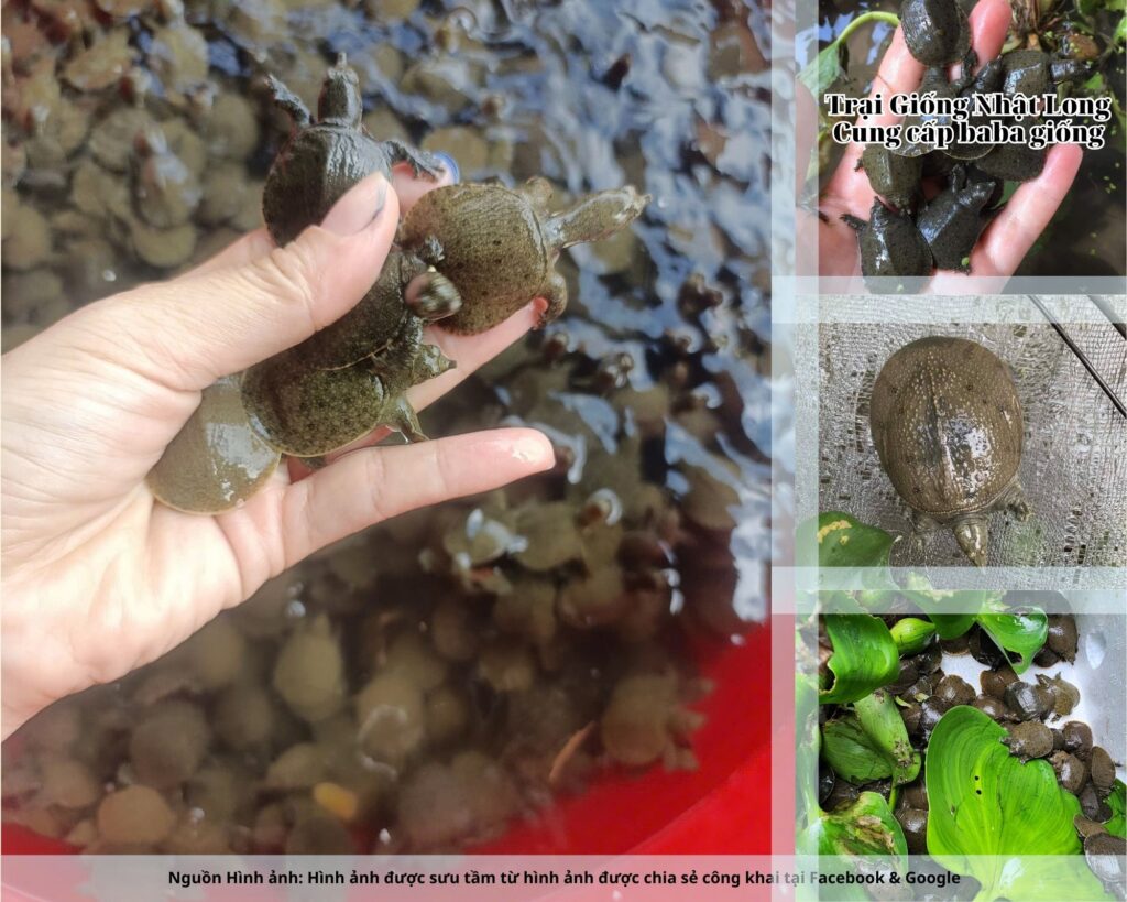 Trại Giống Nhật Long – đơn vị chuyên cung cấp baba giống Thanh Hóa và các loại thủy sản khác.