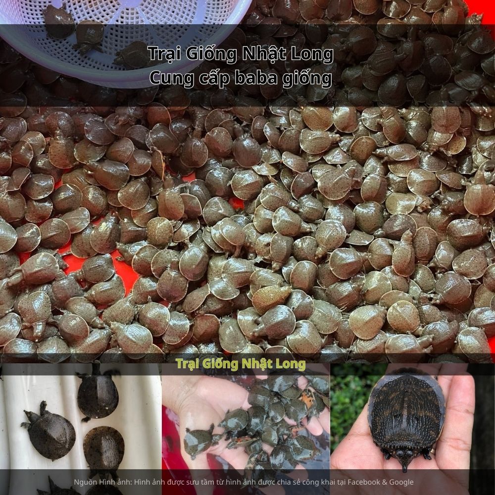 iá bán baba thương phẩm hiện ổn định ở mức 250.000 – 400.000 đồng/kg,