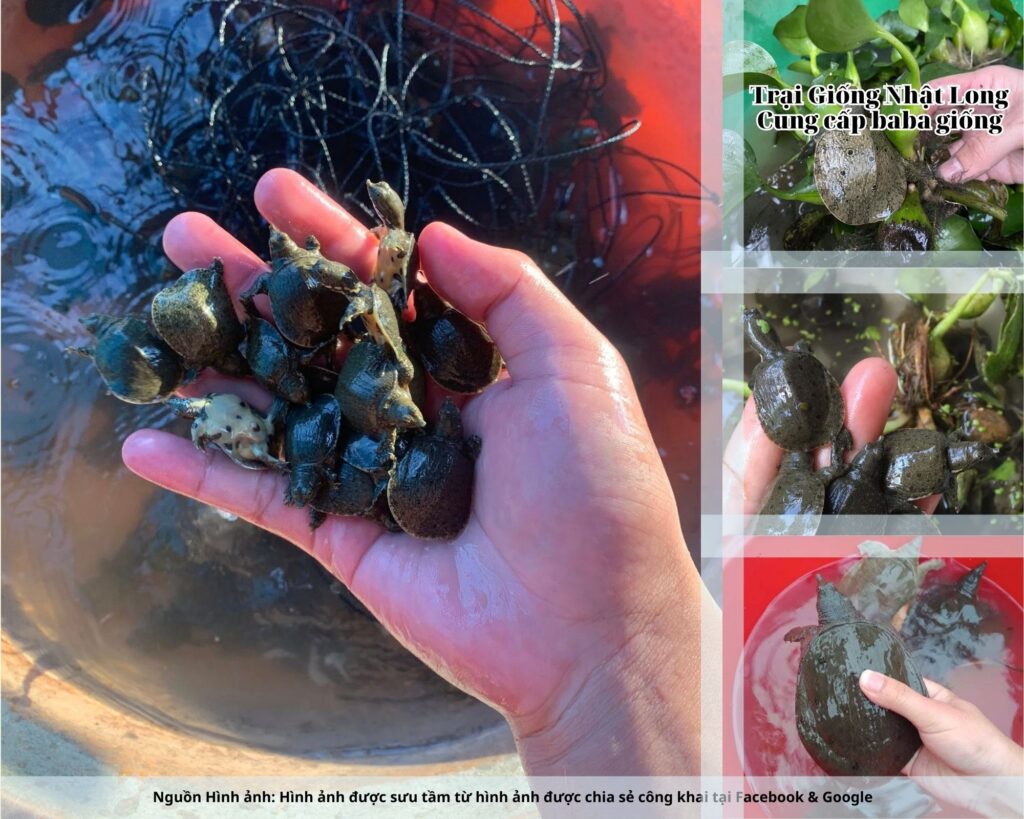 Nhiều hộ gia đình đã chuyển đổi diện tích đất trũng hoặc ruộng cấy lúa kém hiệu quả sang nuôi baba, đem lại nguồn thu nhập cao hơn.