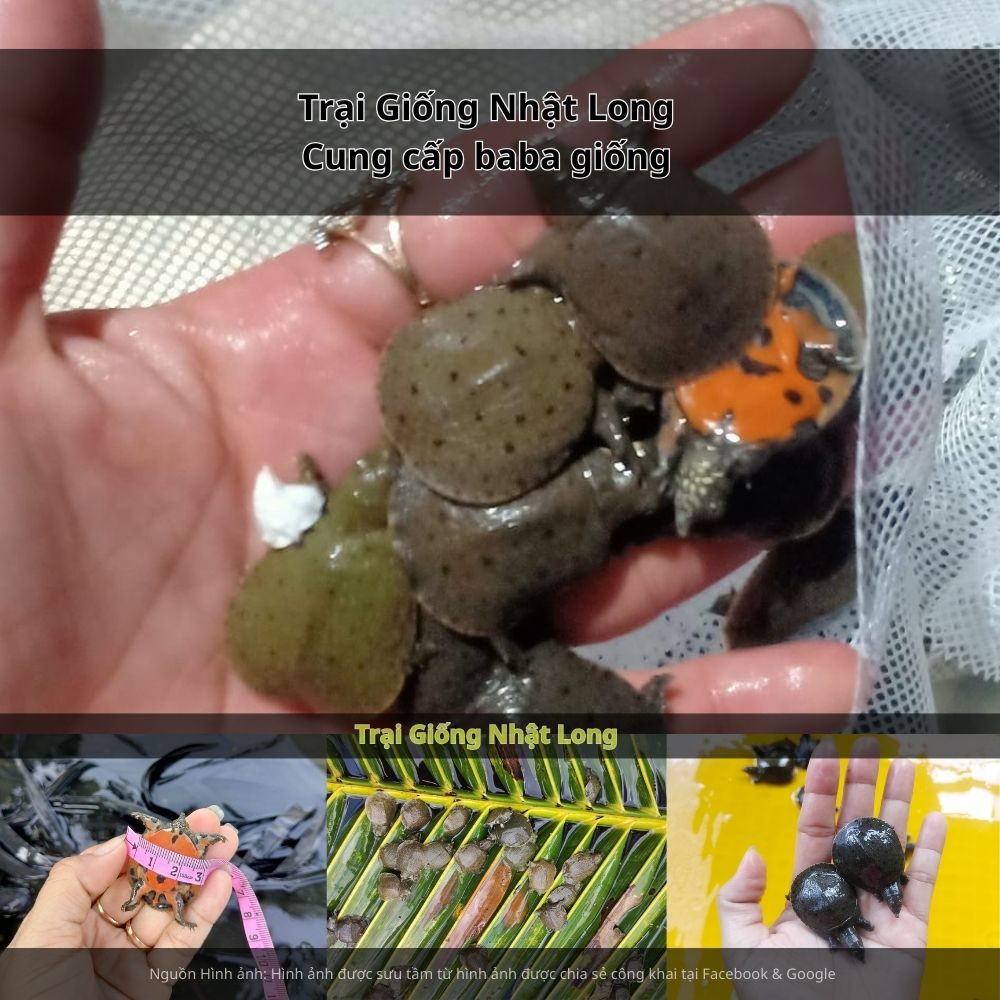 Sự xuất hiện của các trại giống baba tại Tiền Giang đã mang đến nguồn giống chất lượng,