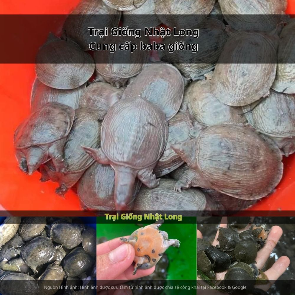 Giá bán baba thương phẩm hiện dao động trong khoảng 250.000 – 400.000 đồng/kg