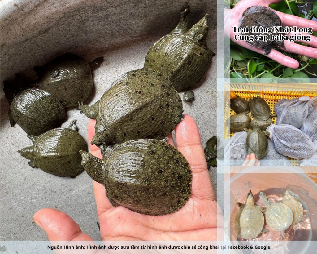 Chủ động vệ sinh ao nuôi, hạn chế nguồn nước ô nhiễm, phát hiện sớm dấu hiệu bệnh để xử lý kịp thời.