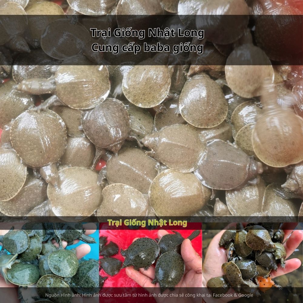 Nhờ khí hậu ôn hòa, nguồn nước dồi dào, đàn baba phát triển nhanh, ít bệnh, cho năng suất cao