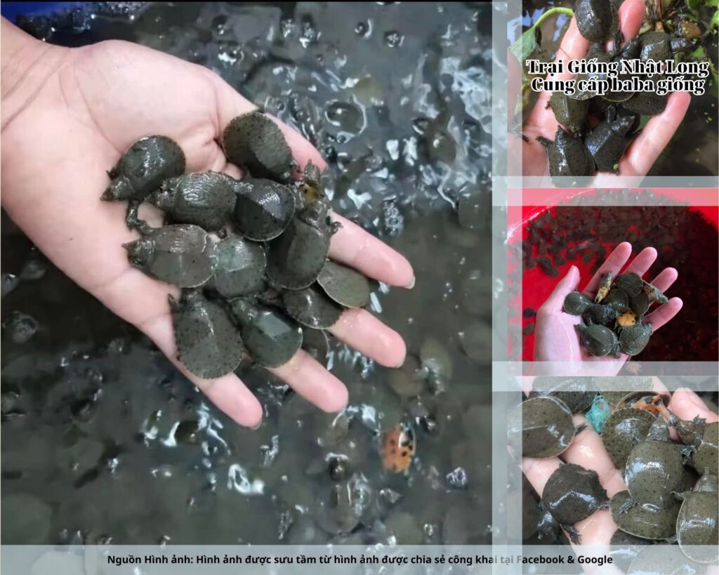 Trại Giống Nhật Long. Đây là cơ sở chuyên cung cấp baba giống Nghệ An, đồng thời cung ứng nhiều loại giống thủy sản khác như cá giống, lươn giống, ếch giống.