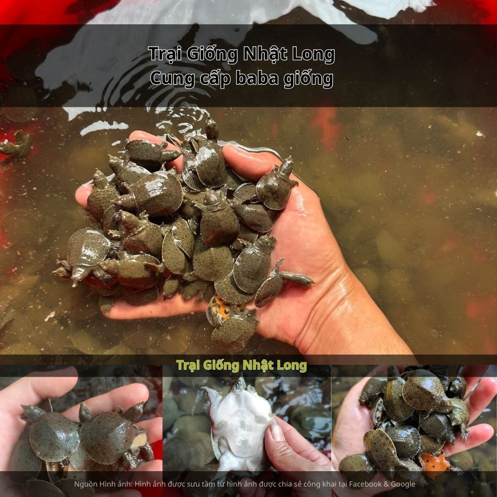 Baba là loài thủy sản ưa môi trường nước ngọt, có khả năng thích nghi cao