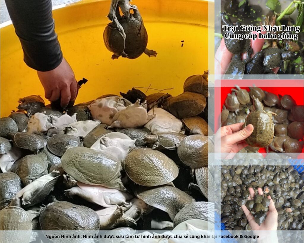 Baba giống Nghệ An có sức đề kháng tốt, ít dịch bệnh, dễ nuôi hơn so với nhiều loài thủy sản khác.